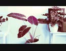 Photo Decoration