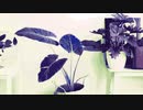 Photo Decoration
