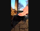 野良猫達の怪しい集会が・・・！？#Shorts【野良猫】【感動猫】