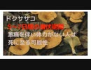 #震災サバイバル　#サバイバル　毒キノコ　潜伏期間が5日から7日「ドクササコ」