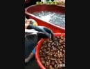 食べるな！危険。