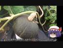 ゆっくり農民170カボチャを育ててみませんか？#5