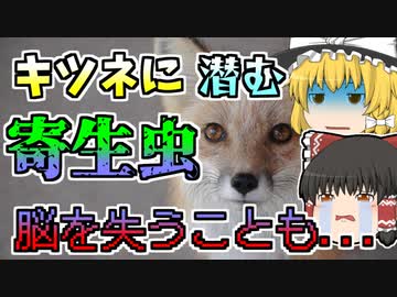 【2021年】北国では御馴染み、キツネから感染する寄生虫『エキノコックス』が本州にも...【ゆっくり解説】