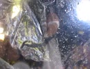 2021/10/13(水) JR山手線主要7駅前 反日カルト、集団ストーカー組織共謀犯罪周知街宣 新橋駅SL広場改札前
