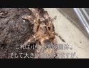 [脱皮中]タランチュラ飼育日記その３３１[ドッキドキ］