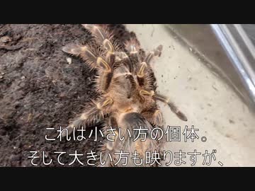 [脱皮中]タランチュラ飼育日記その３３１[ドッキドキ］