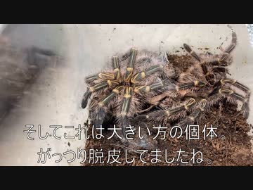[脱皮した]タランチュラ飼育日記その３３２[とりま一安心］