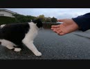 都市開発が進む公園の猫達は・・・#Shorts【野良猫】【感動猫】