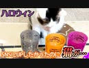 ハロウィングッズ買ったのでSNS用に並べて写真撮ろうとしたら・・・