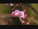 花鳥諷詠-Mr.SJK-日月神示
