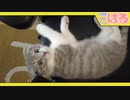 椅子を占領し、パソコンを使わせないクッソじゃまかわいい子猫【召喚獣はる】