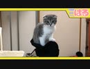 とても危険な場所でくつろぐクッソやんちゃな子猫【召喚獣はる】