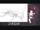 【きりたんの自由研究】コオロギ