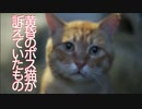 武闘派ボス猫、夕闇の中で人間に訴える