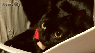 色んな写真をスライドショー風にしてみた(ΦωΦ)