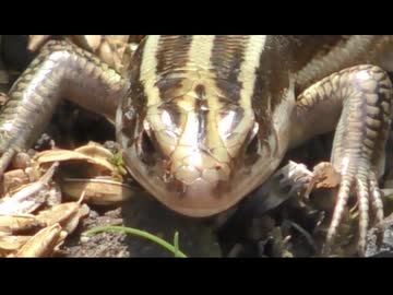 ニホントカゲを飽きても眺める　その14