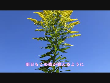 原曲　せいたかあわだち草　八神純子　off vocal
