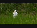 カエルが鳥に食べられる　DSCN1243