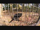 公園の柵の外から黒猫にねこじゃすりを見せると・・・？【野良猫】【感動猫】