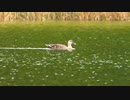 静かな湖畔を泳ぐ鳥