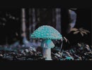 mushroom @2021.oct.
