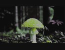 mushroom @2021.oct.