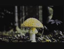 mushroom @2021.oct.