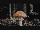 mushroom @2021.oct.