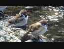 スズメの水浴び