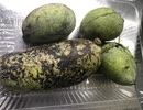 【暇人学生】幻の果実ポポーを食べてみた