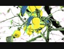 Autumn Albums @2021.Oct.