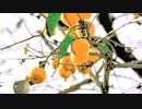 Autumn Albums @2021.Oct.
