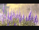 Lythrum anceps @2021.oct.