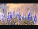 Lythrum anceps @2021.oct.