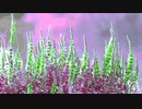 Lythrum anceps @2021.oct.