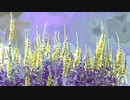 Lythrum anceps @2021.oct.