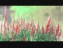 Lythrum anceps @2021.oct.