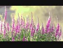 Lythrum anceps @2021.oct.
