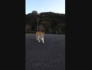 全力で「ごちそうさまでした」を伝える野良猫#Shorts 【野良猫】【感動猫】