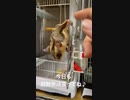 【#フクロモモンガ 】朝散歩中に戯れている姿を保存したいだけの動画 【#おはモモンガ】【簡易編集版】【 #shorts 】