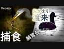 0930B【アオサギの捕食】カワウと共狩りウサギ飛び。食べられる大ミミズ。冬の渡り鳥が来た！コサギがエビ食べる。柿とムクドリ。マルガモ、カルガモ求愛行動。野鳥　#身近な生き物語　#アオサギ　#オオバン