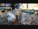 最初は怖がっていたのに何故か執拗に指を舐めるようになった子猫がカワイイ