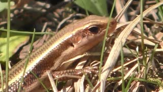 人気の ニホントカゲ 動画 39本 ニコニコ動画