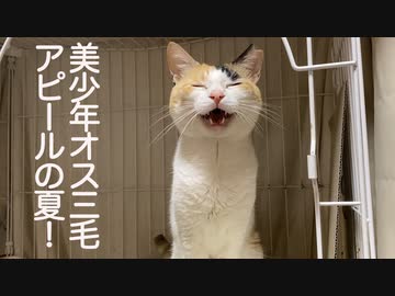 病弱美少年オス三毛猫、猫マリモになって甘え倒す夏