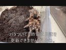 [日記を更新するって]タランチュラ飼育日記その３３３[できん時もある］