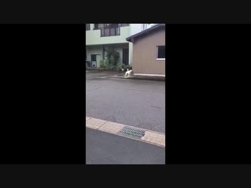 ﾖﾓﾆ!!!って鳴く犬www