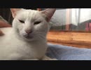 添い寝に付き合ってくれる猫
