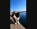 この次の瞬間海に落ちそうになる野良猫#Shorts【野良猫】【感動猫】
