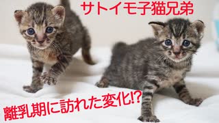 サトイモ子猫、離乳期に驚きの変化を迎える