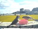 トレイルカメラで雀撮ってみた　20211014